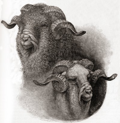 Tête de bélier mérinos comparée avant et après la tonte, tiré de The Century Illustrated Monthly Magazine, publié en 1884 - Robert Antoine Muller
