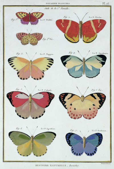 Papillons de 
