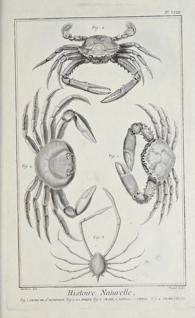 Crabes, illustration de 