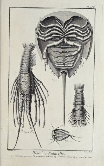 Crustacés, illustration de 