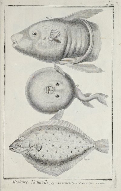 Illustration du 