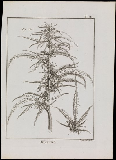 Diagramme marin de fleurs, c.1810 - Robert Benard