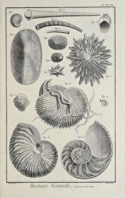 Coquillages marins, illustration du 