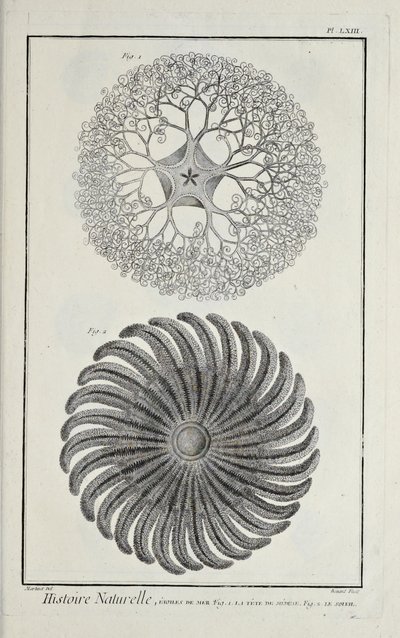 Étoiles de mer, illustration de 