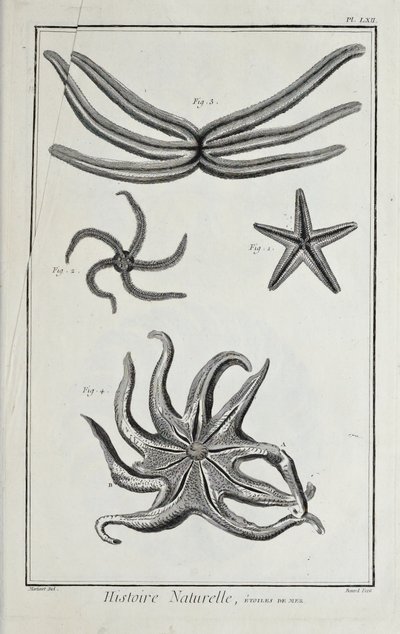 Étoiles de mer, illustration du 