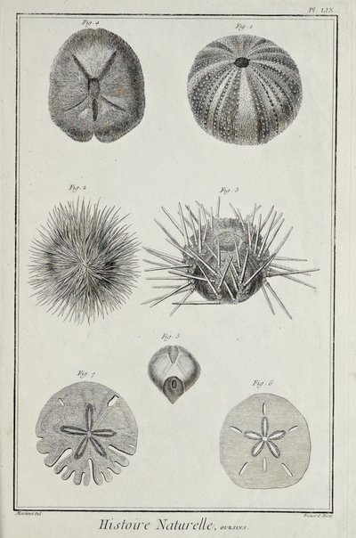 Hérissons, illustration de 