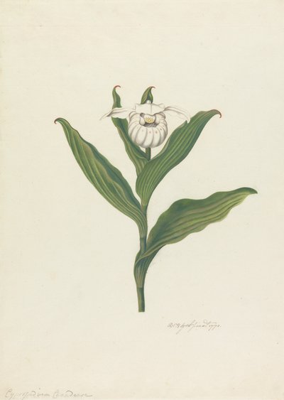 Sabot de la Vierge (Cypripedium Canadense, Calceolus Maria) - Robert Blyth