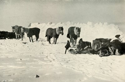 Poneys derrière leur abri dans le camp sur la barrière, 1911 - Robert Falcon Scott