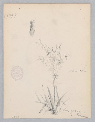 Plante en fleur - Robert Frederick Blum