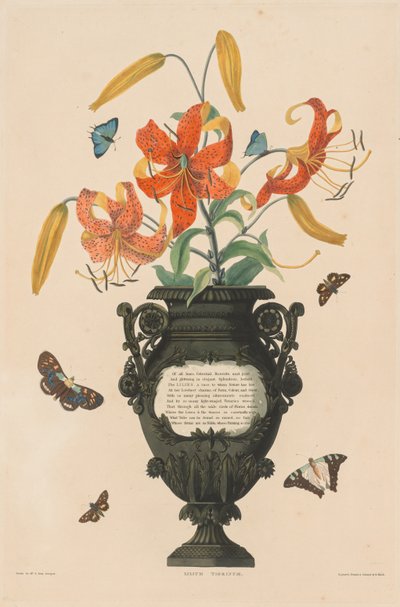 Une sélection de plantes hexandres... : Lys tigré, 1831-1832 - Robert Havell