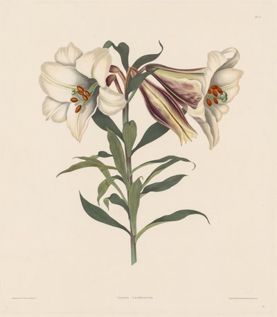 Sélection de plantes hexandres, appartenant à l