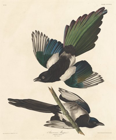 Pie américaine, 1837 - Robert Havell