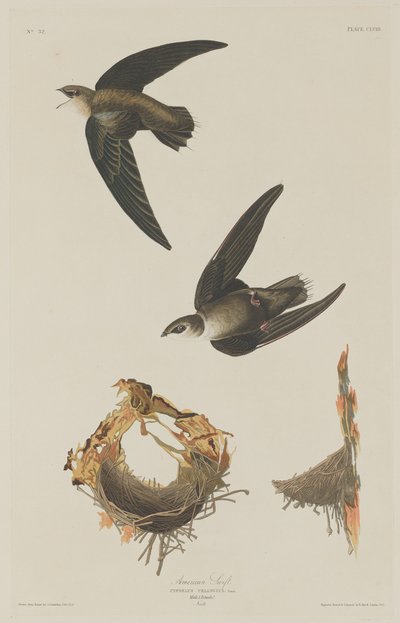 Martinet Américain, 1833 - Robert Havell