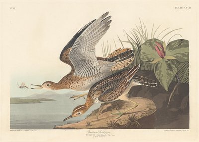 Bécasseau de Bartram, 1836 - Robert Havell