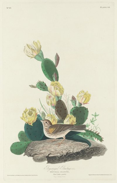 Bruant à ailes bay, 1830 - Robert Havell
