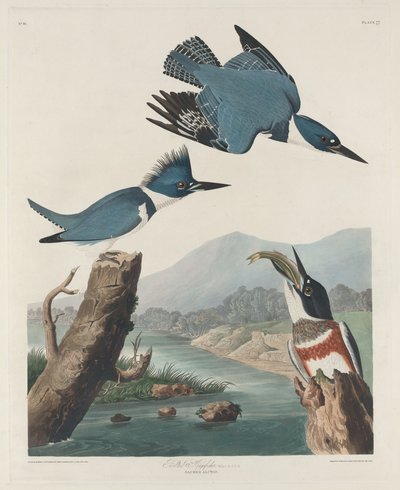 Martin-pêcheur ceinturé - Robert Havell
