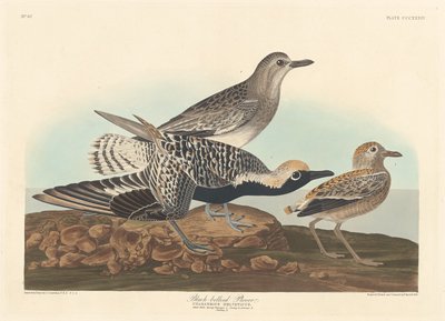 Pluvier argenté - Robert Havell