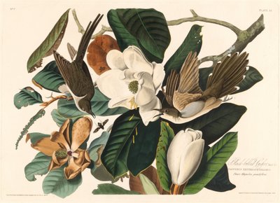 Coulicou à bec noir, 1828 - Robert Havell
