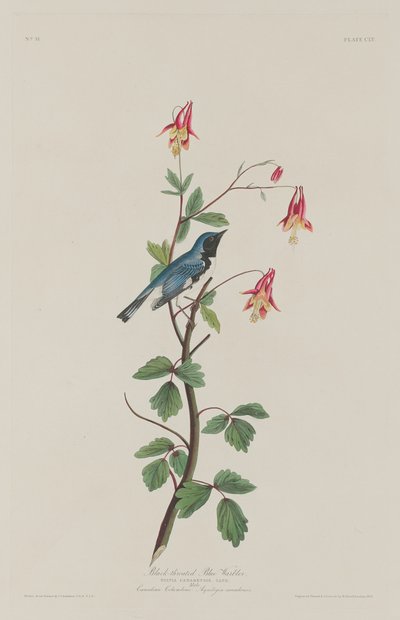 Paruline bleue à gorge noire, 1832 - Robert Havell