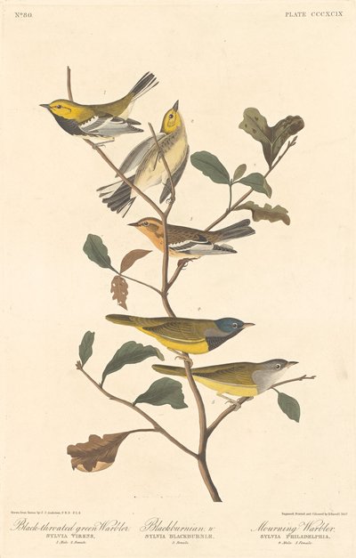Paruline à gorge noire, Paruline à gorge orangée et Paruline des ruisseaux, 1837 - Robert Havell