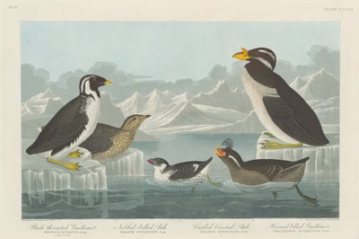 Guillemot à gorge noire, pingouin à bec en forme de bouton, pingouin à crête bouclée et pingouin à bec cornu, 1838 - Robert Havell