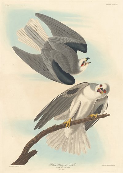 Faucon à ailes noires (1837) - Robert Havell