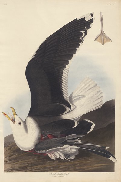 Goéland à dos noir - Robert Havell