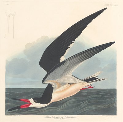 Bec-en-ciseaux noir, 1836 - Robert Havell