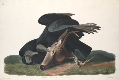 Vautour noir, 1831 - Robert Havell