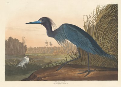 Grue bleue ou héron - Robert Havell