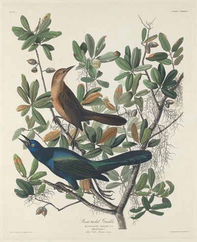 Quiscale à longue queue - Robert Havell