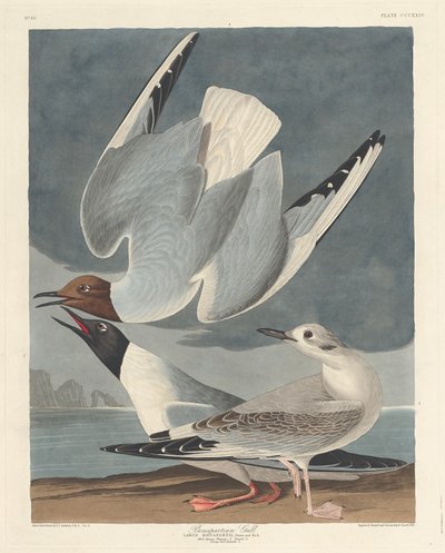Mouette de Bonaparte - Robert Havell