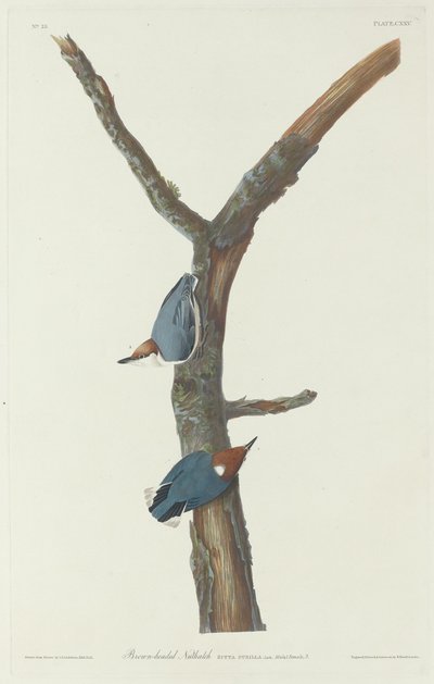 Sittelle à tête brune, 1831 - Robert Havell