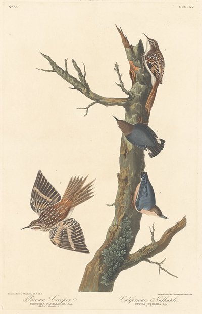 Grimpereau brun et sittelle californienne, 1838 - Robert Havell