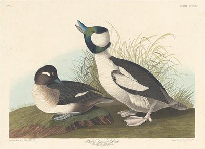 Canard à tête de buffle, 1836 - Robert Havell