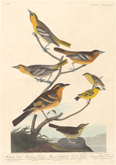 Oriole de Bullock, Oriole de Baltimore, Chardonneret mexicain et Grive variée, 1838 - Robert Havell