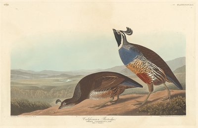Perdrix californienne - Robert Havell