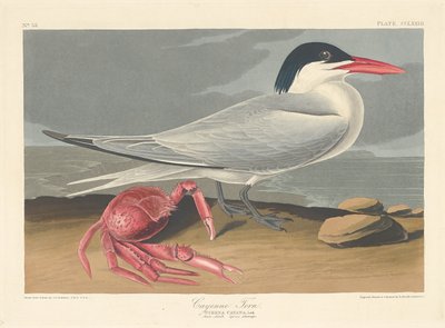 Sterne de Cayenne, 1835 - Robert Havell
