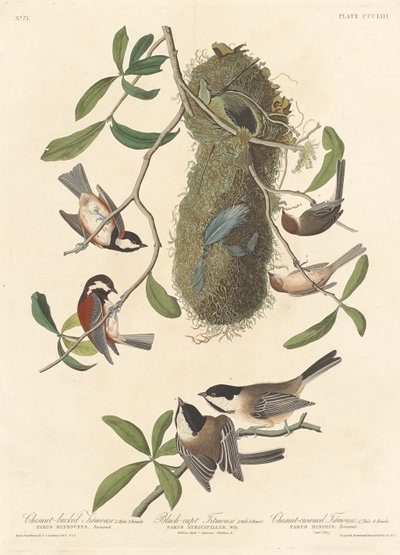 Mésange à dos marron, Mésange à tête noire et Mésange à couronne marron - Robert Havell