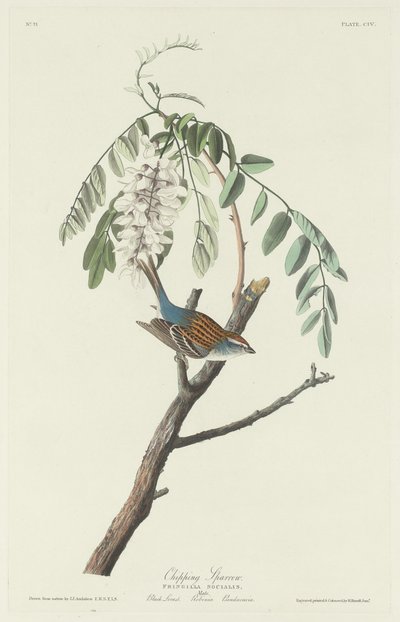 Bruant familier - Robert Havell