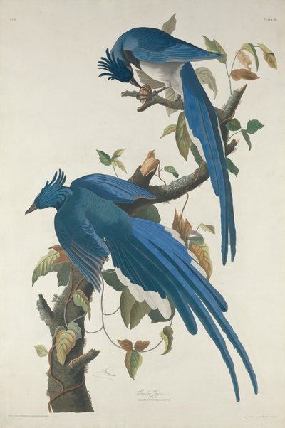 Geai de Columbia, 1830 - Robert Havell