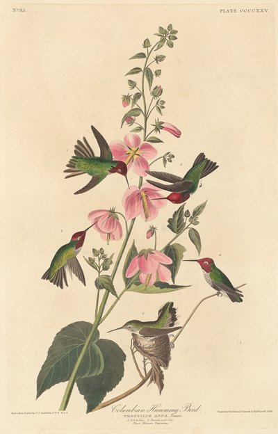 Colibri colombien - Robert Havell