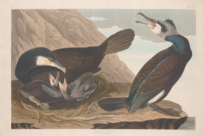 Grand cormoran, 1835 - Robert Havell