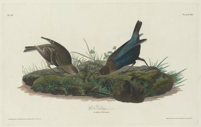 Vacher à tête brune, 1830 - Robert Havell