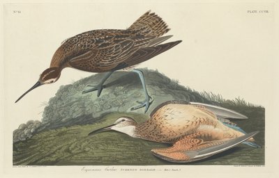 Courlis esquimau, 1834 - Robert Havell