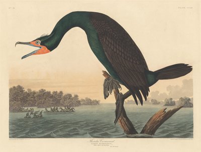 Cormoran de Floride - Robert Havell
