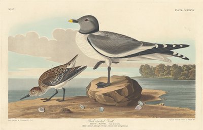 Mouette à queue fourchue - Robert Havell