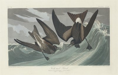 Pétrel à queue fourchue - Robert Havell