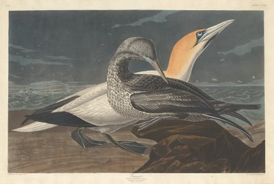 Fou de Bassan - Robert Havell