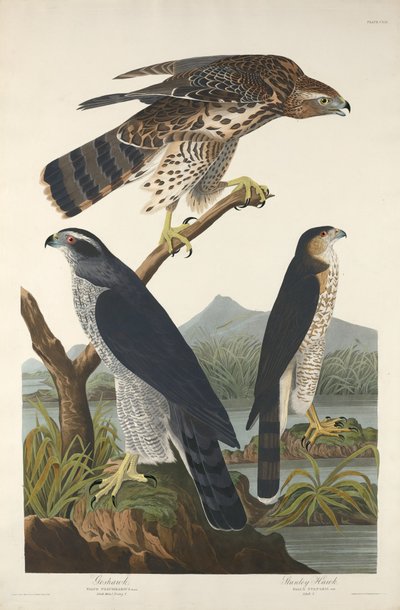 Autour des palombes et autour de Stanley - Robert Havell